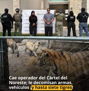 Líder regional del cartel del noreste detenido en nuevo león con tigres en su casa