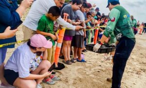 Viven familias la primera liberación pública de tortuga lora en La Pesca